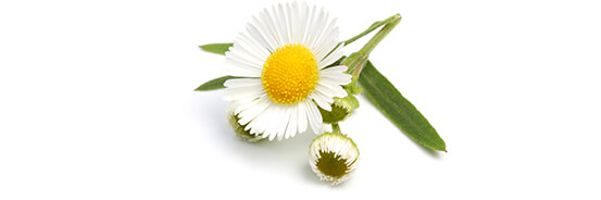 L'huile essentielle de Camomille Sauvage